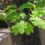 Quercus kelloggii Leaf