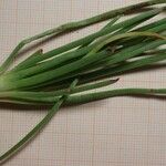 Asphodelus fistulosus 葉