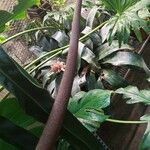 Anthurium schlechtendalii Цвят