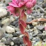 Sempervivum minutum Flor