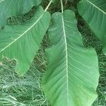 Magnolia macrophylla Leaf