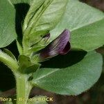 Vicia johannis Sonstige