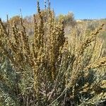 Artemisia cana Flower