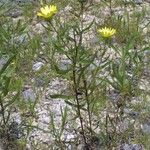 Grindelia lanceolata Συνήθη χαρακτηριστικά