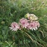 Astrantia majorBlomst