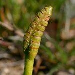 Ophioglossum lusitanicum Frutto