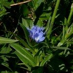 Buglossoides gastonii 形態