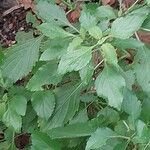 Ocimum gratissimum Ліст