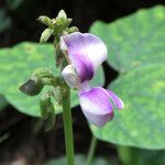Neustanthus phaseoloides फूल