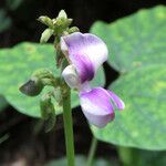 Pueraria phaseoloides Квітка