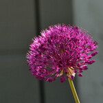 Allium giganteum Flor