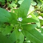 Myosotis sparsiflora Blodyn