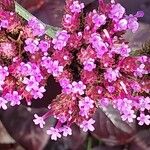 Alternanthera brasiliana Flower