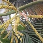 Dypsis lutescens Plod