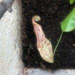 Nepenthes mirabilis Outro