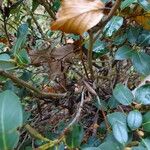 Rhododendron triflorum Bark