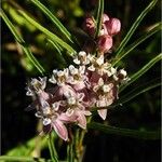 Asclepias fascicularis Blomst