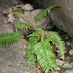 Polystichum imbricans Habitus