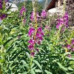 Epilobium angustifoliumКвітка