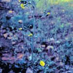 Hieracium scabrum Hábito