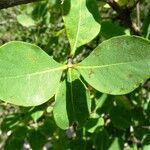 Lonicera etrusca Blad