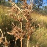 Themeda quadrivalvis Owoc