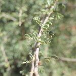 Vachellia tortilis Bark