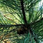 Pinus nigra ᱥᱟᱠᱟᱢ