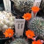 Rebutia flavistyla Flower
