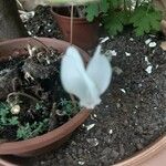 Cyclamen hederifolium Цвят