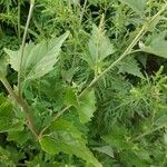 Atriplex sagittata Leaf