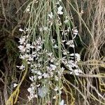 Retama raetam Fleur
