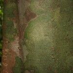 Protium aracouchini Кора