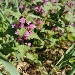 Lamium purpureumFlor