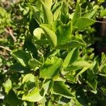 Brunfelsia uniflora Leaf