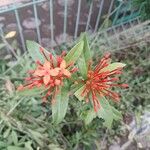 Ixora coccineaCvet