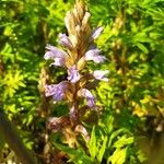 Phelipanche purpurea Flower