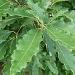 Quercus muehlenbergii Хабит