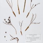 Geonoma leptospadix Fruto