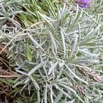 Lavandula × intermedia Leaf