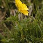 Ranunculus montanus Habit