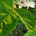 Rubus saxatilis Kvet