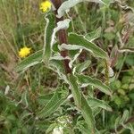 Helichrysum foetidum ഇല