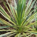 Yucca flaccida Leaf