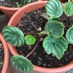 Peperomia argyreia Folha