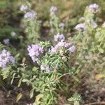 Ziziphora clinopodioides Flower