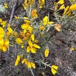 Ulex parviflorusBlüte