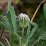 Trifolium leucanthum Other