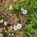 Ipomoea mombassana Habit