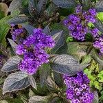 Heliotropium arborescens Celota